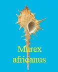 Murex africanus, Ponder & E. H. Vokes 1988
